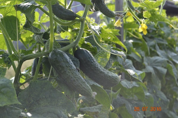 Опис сорту огірків Веселі гномики, особливості вирощування та врожайність