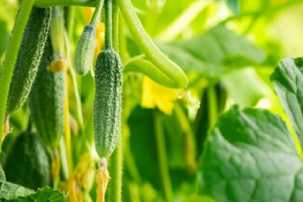 Опис сорту огірків Веселі гномики, особливості вирощування та врожайність