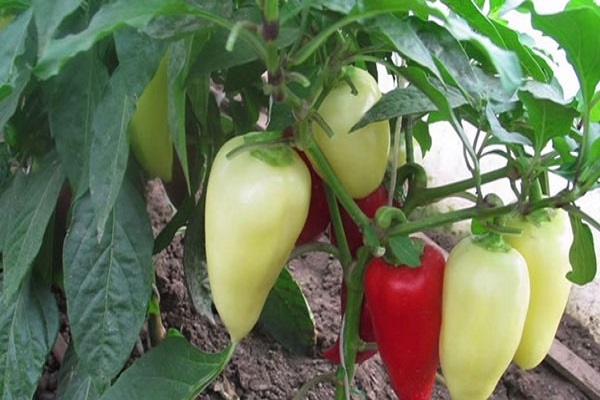 Опис сорту перцю Білозерка, особливості вирощування та врожайність