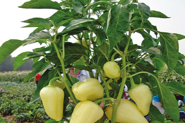 Опис сорту перцю Білозерка, особливості вирощування та врожайність