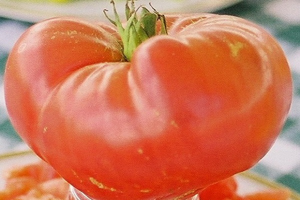 Опис сорти томата Алтайський червоний і його характеристики