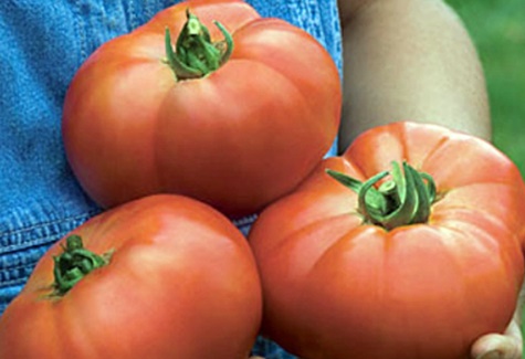 Опис сорти томата Біф Пінк Бренді і догляд за ним