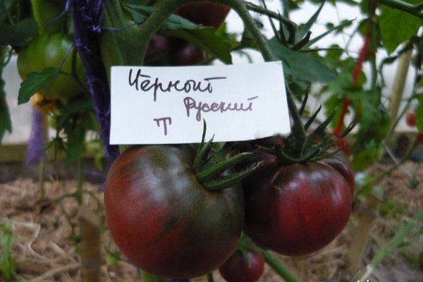 Опис сорти томата Чорний росіянин, врожайність і вирощування
