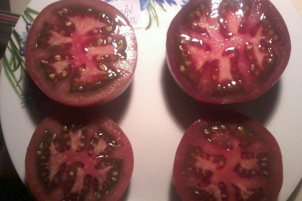 Опис сорти томата Чорний росіянин, врожайність і вирощування