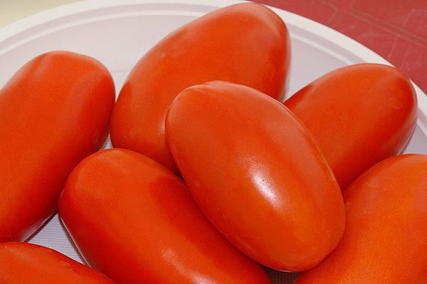 Опис сорти томата Эрколь, характеристика і врожайність