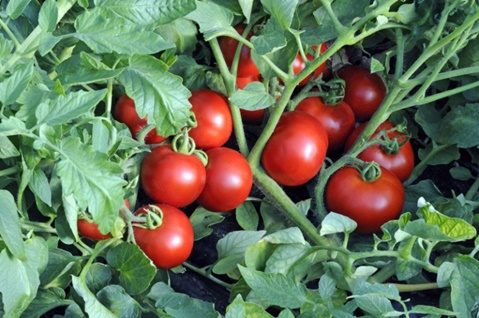 Опис сорти томата Катерина, його врожайність і вирощування