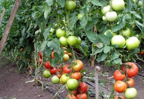 Опис сорти томата Катерина, його врожайність і вирощування