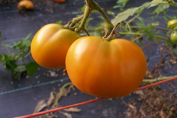 Опис сорти томата Граф Орлов, його вирощування та врожайність