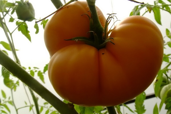 Опис сорти томата Граф Орлов, його вирощування та врожайність