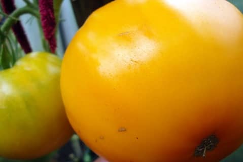 Опис сорти томата Король медовий, насіння і вирощування