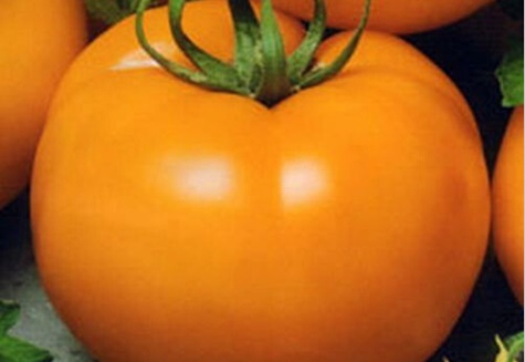 Опис сорти томата Король медовий, насіння і вирощування