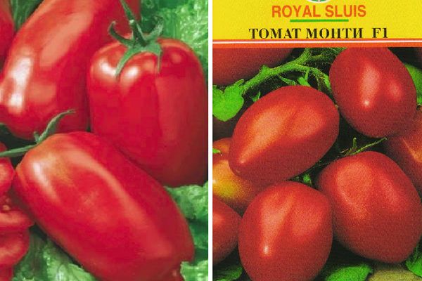 Опис сорти томата Монті F1 і його характеристики
