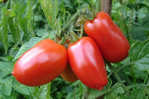 Опис сорти томата Торпедо, врожайність і вирощування