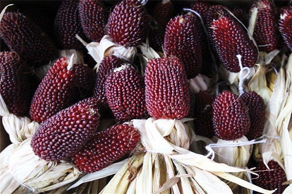Опис сорту Суничної декоративної кукурудзи, її посадка, вирощування і догляд