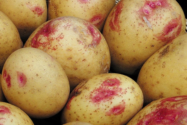 Опис сортів картоплі Іван да Маря і Іван да Шура, вирощування та врожайність
