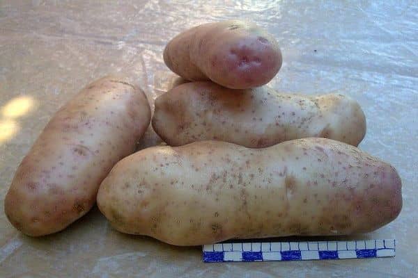 Опис сортів картоплі Сорокодневки, вирощування, коли копати