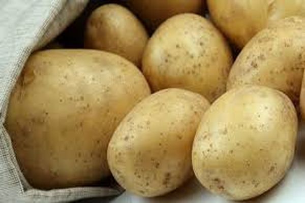 Опис сортів картоплі Сорокодневки, вирощування, коли копати