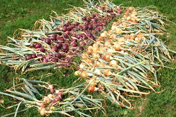 Опис сортів цибулі шалот, вирощування і догляд у відкритому грунті