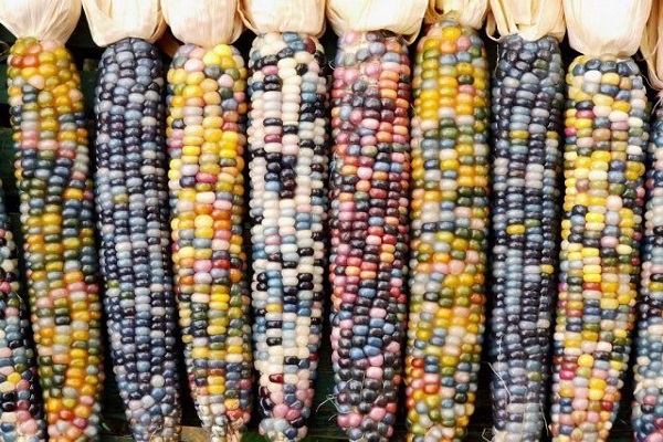 Опис сортів різнобарвною кукурудзи, її використання