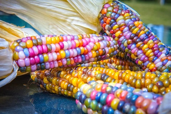 Опис сортів різнобарвною кукурудзи, її використання