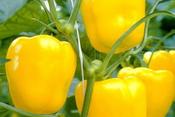 Опис сортів жовтих перців і їх характеристики