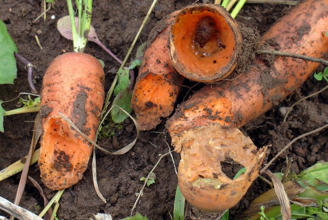 Опис шкідників моркви, лікування та боротьба з ними