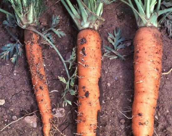 Опис шкідників моркви, лікування та боротьба з ними