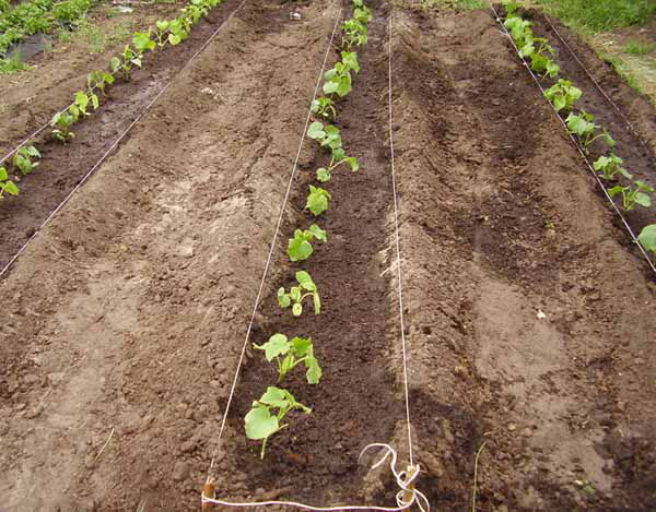 Оригінальні способи посадки і вирощування огірків на грядках