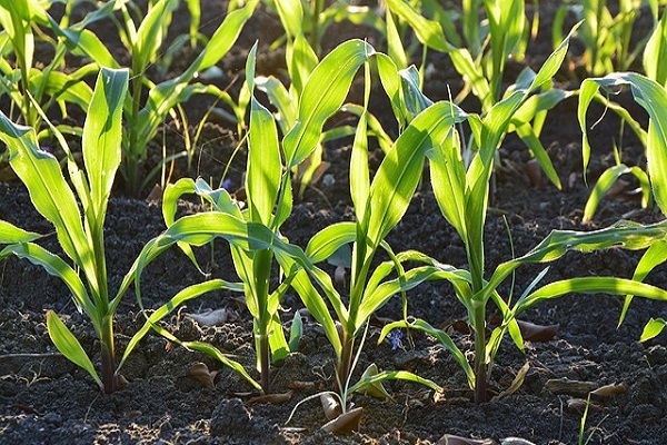 Основна і передпосівна обробка ґрунту після кукурудзи