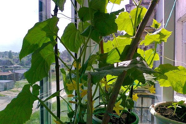 Особливості вирощування та догляду за огірком Балконний F1 на вікні
