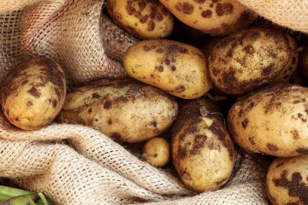 Особливості вирощування картоплі сорту Бриз, опис і характеристика