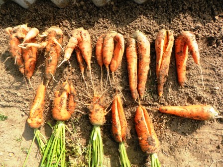 Чому кучерявится моркву і що робити, народні засоби і методи