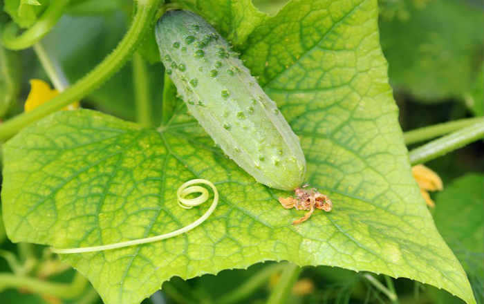 Чому можуть пожовтіти листя огірків і як їх лікувати, чим обробляти