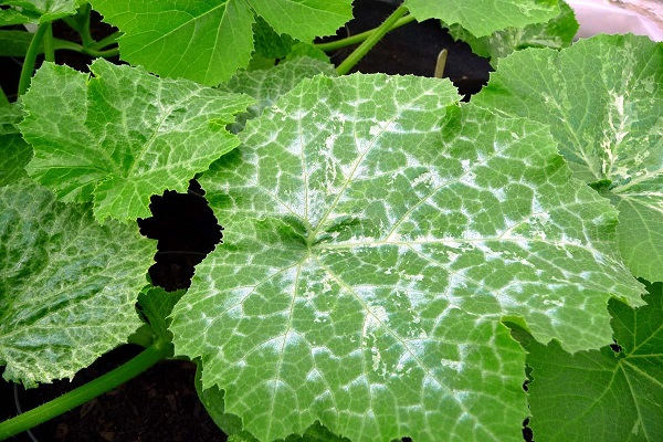 Чому зявилися білі плями на листках огірків, що робити і як лікувати