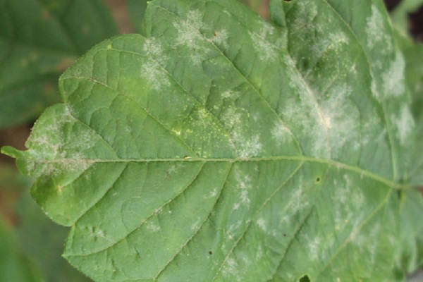 Чому зявилися білі плями на листках огірків, що робити і як лікувати