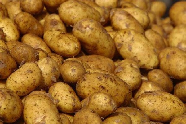 Чому скручуються листя у картоплі, що робити і як лікувати?