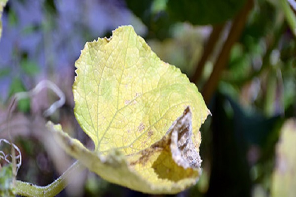 Чому у листя огірків жовтіють краю і що робити