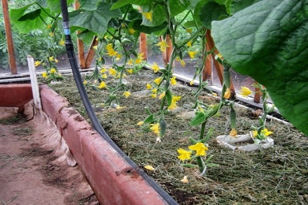 Чому жовтіє завязь огірків у теплицях і відкритому ґрунті, що робити