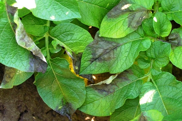 Чому жовтіє листя картоплі знизу і що робити?