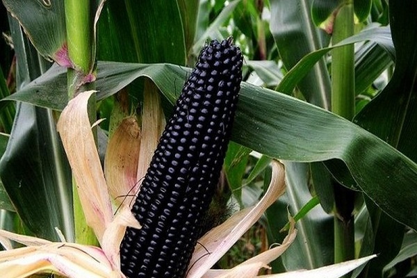 Користь і шкода чорної кукурудзи, її властивості і приготування цілющих відварів