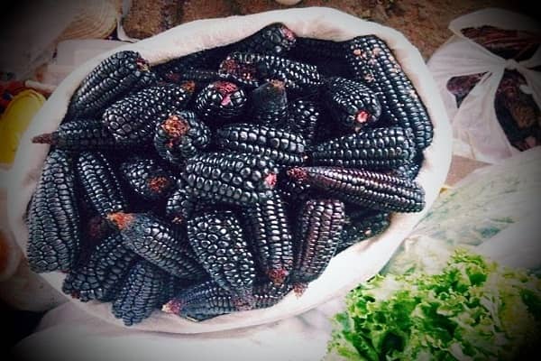 Користь і шкода чорної кукурудзи, її властивості і приготування цілющих відварів