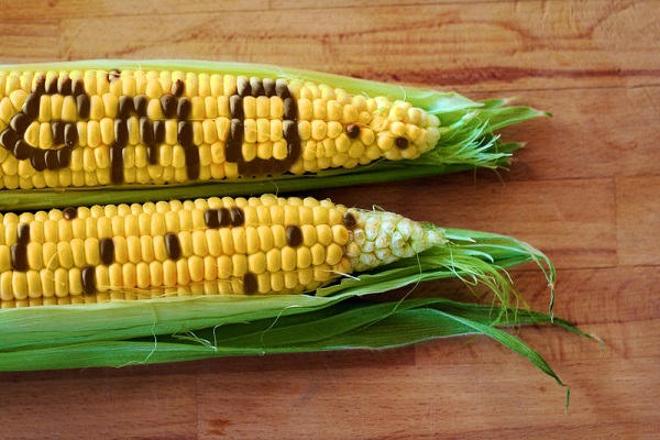 Користь і шкода кукурудзи для здоровя, лікувальні властивості та протипоказання