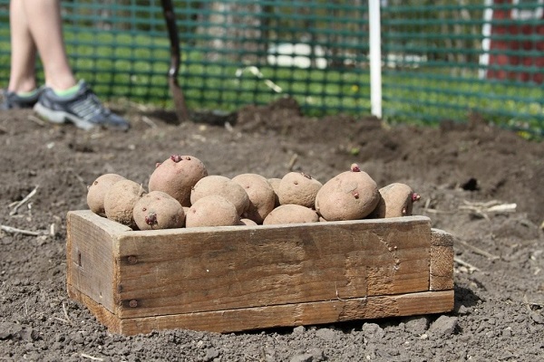 Користь і шкода молодої картоплі, як проростити і коли садити