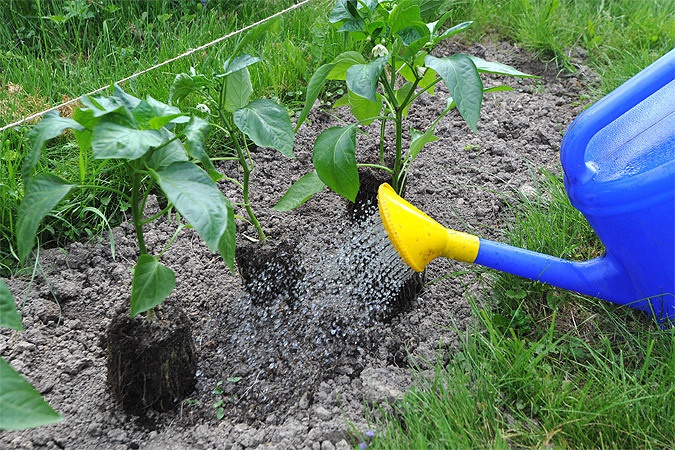 Посадка, догляд та вирощування перцю Вогник на підвіконні в домашніх умовах