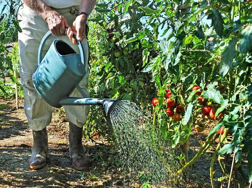 Посадка і догляд за розсадою перцю на Уралі в теплицях та відкритому грунті