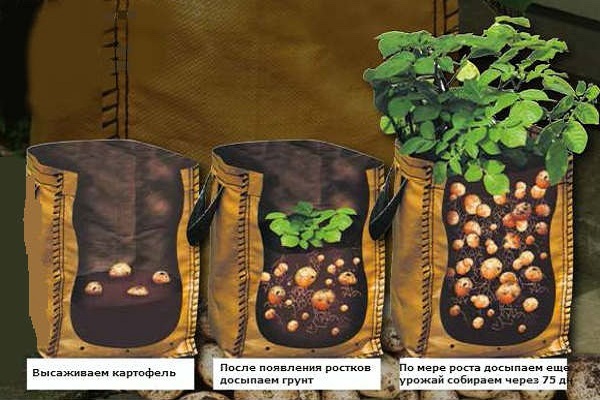 Покрокова технологія вирощування картоплі в мішках