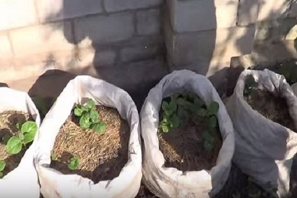 Покрокова технологія вирощування картоплі в мішках