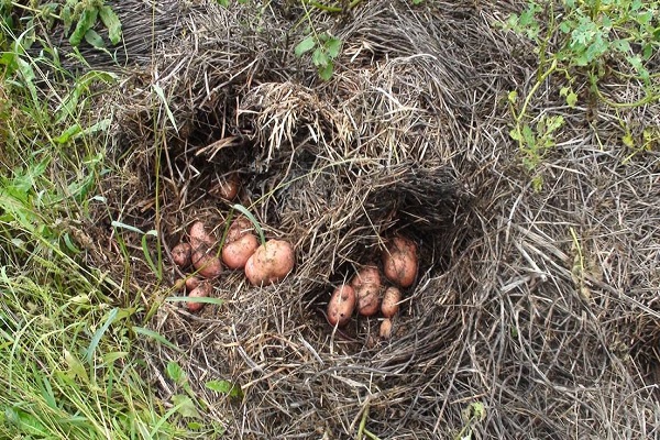 Покрокове опис методу вирощування картоплі під сіном або соломою