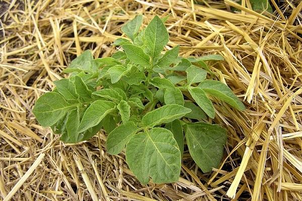 Покрокове опис методу вирощування картоплі під сіном або соломою