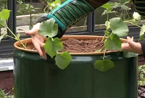 Покрокове вирощування огірків у бочці і догляд за ними